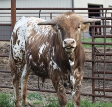 LL5 Cherokee Jack