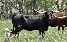 LL5 JOSIE