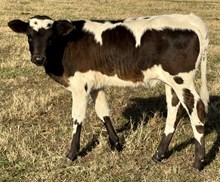 Sky 25 Heifer