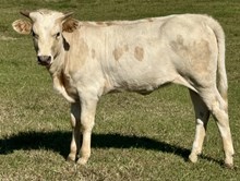 Day 25 Heifer 