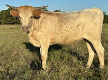 Dazzle 24 Heifer