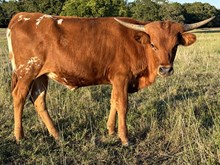 Trixie 24 Heifer