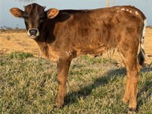 Lox 25 Heifer