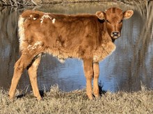 Trixie 24 Heifer