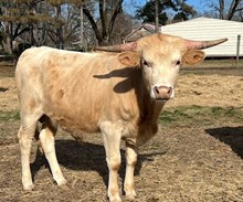 Tolar's Sippin on Fire