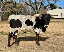 Tolar's Hot Diggity Dog